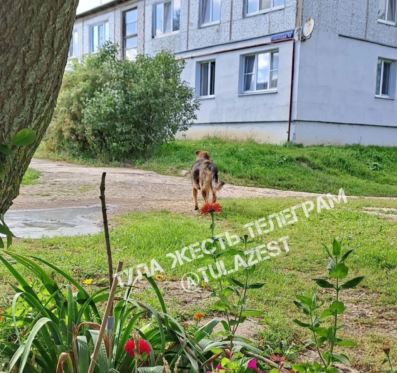 Фотография к публикации «Киреевский район, пос. Красный Яр.»
