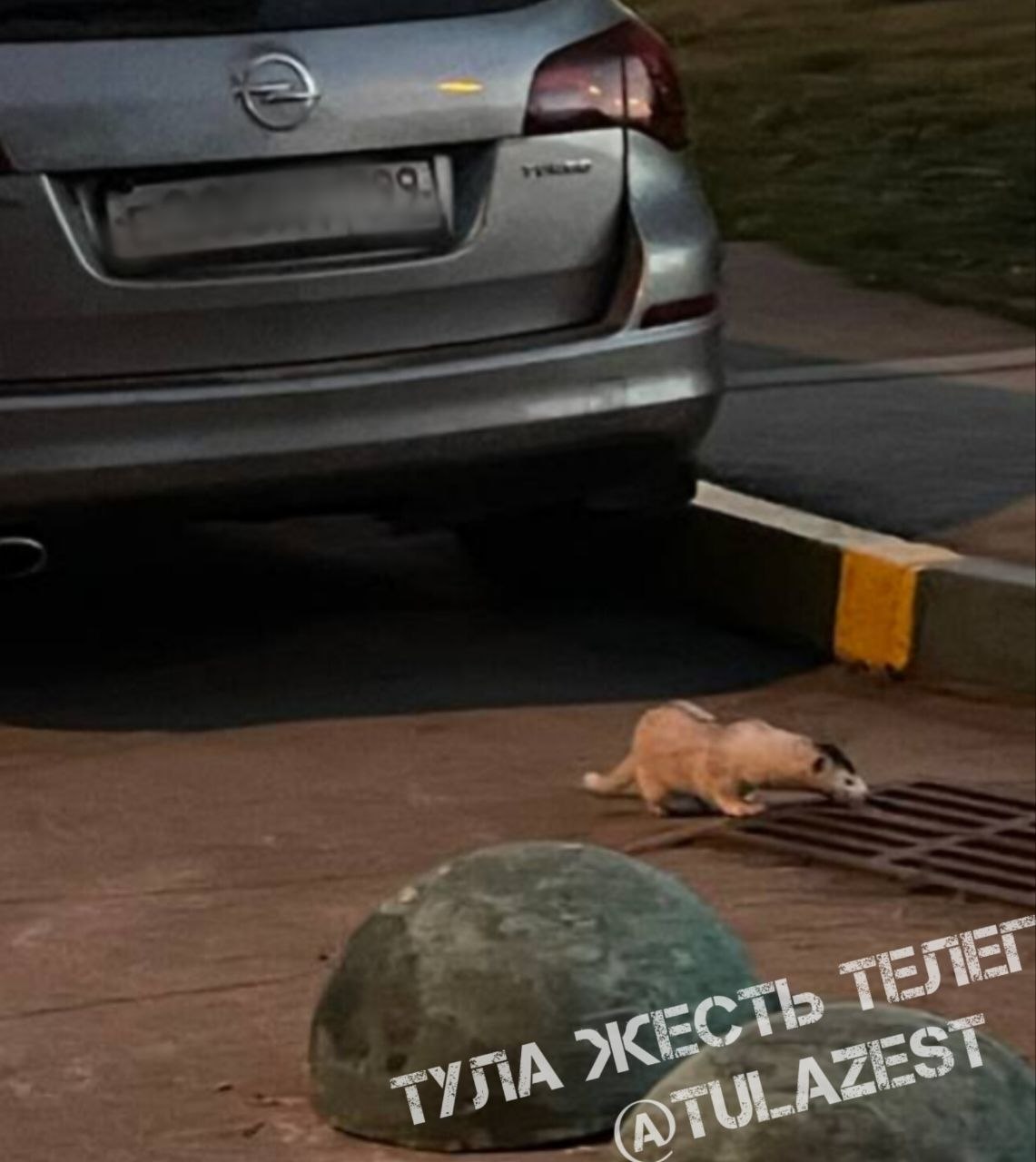 Фотография к публикации «На Хворостухина замечен странный зверёк»